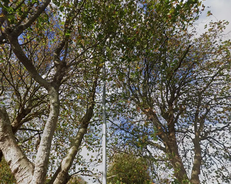 Street light within the London plane at the south end of Kings Road